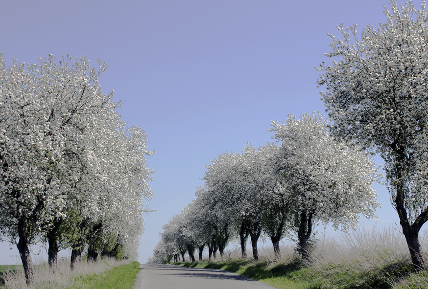 Spring blossoms in the Czech countryside.